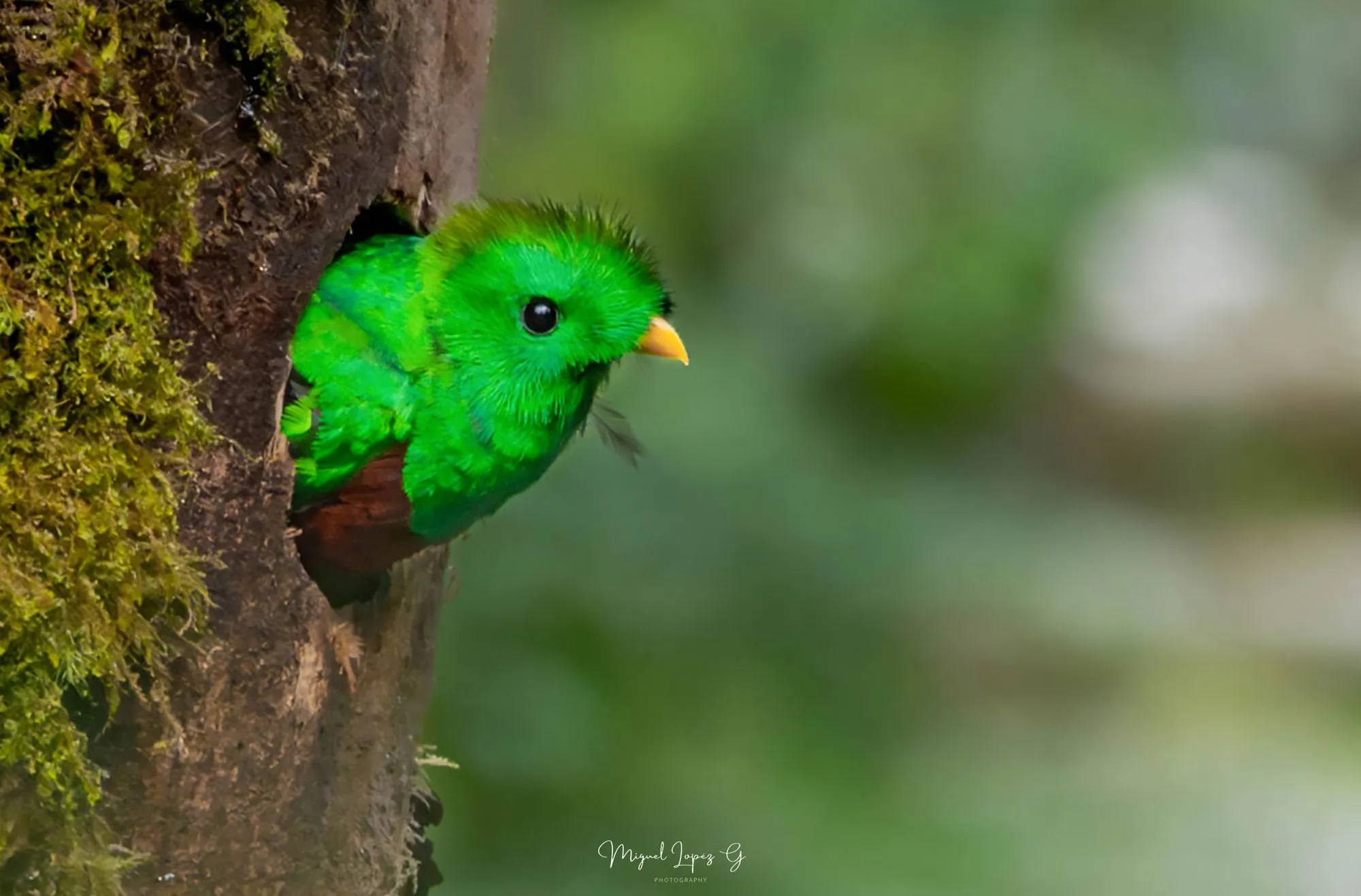 Fotografía de Aves en San Gerardo de Dota